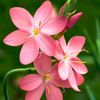 neha.zaid39