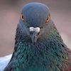 pigeonsupercoo
