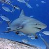 laughing.shark