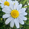 didar_y_shex_najma