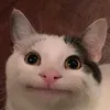 romamino