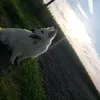 eszter_magyar_vagyok