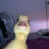 viviammsl
