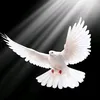 freedom_fighter117