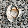 shellworthybeaufortsc