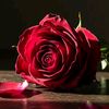 rashed9313