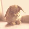dyk3bunnywhor3