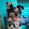 garoubordercollie