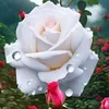 mirandamiranda4091