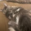tillycat2020