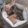cat_dad_for_life