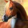 purearabian