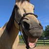 horseshitfairydust