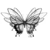 blackbutterfly10