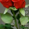 userymixaqls28