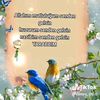 meleydide548