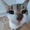thexent_