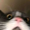 yyyyaxcy