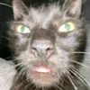 mr.feetsucker