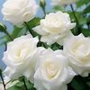 .ahmed80790