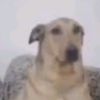 cocoboxer7