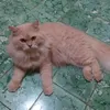 pecinta_sholawat111