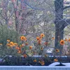 photo_ri