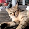 hommingmoon1