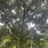 tranha.daklak
