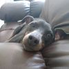 cosmicdog0
