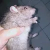 el_auin