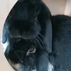 ogbunnies2