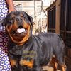 dangote.rottweilers