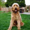 mayathegoldendoo