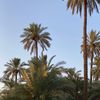 alshaya.94