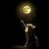 sujon_halder_