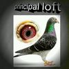 principaleloft