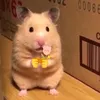 xoaixanhcuti