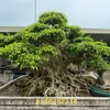 anhungbonsai