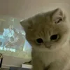 htcoolen