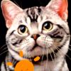 Dressed Cat