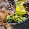 kiba.kitty