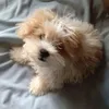 peejay_ss