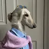 Samantha the Afghan Hound
