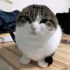 random_kitty_cat_