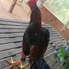 adoniasteixeira11