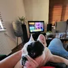 gangusthefrenchii
