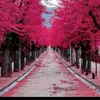 rasha00110