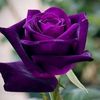 mohamed.ali12358