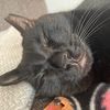 buttons044